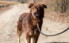 HERMINE, Hund, Mischlingshund in Mengkofen - Bild 2