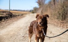 HERMINE, Hund, Mischlingshund in Mengkofen - Bild 3