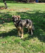 ANTON, Hund, Mischlingshund in Haselbach - Bild 1