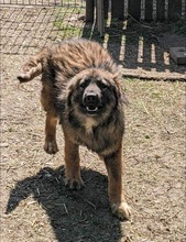 ANTON, Hund, Mischlingshund in Haselbach - Bild 10