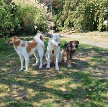 ANTON, Hund, Mischlingshund in Haselbach - Bild 11