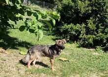 ANTON, Hund, Mischlingshund in Haselbach - Bild 12