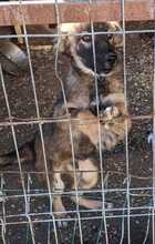 ANTON, Hund, Mischlingshund in Haselbach - Bild 3