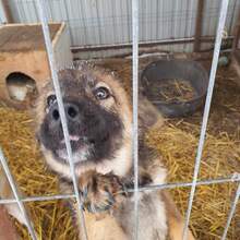 ANTON, Hund, Mischlingshund in Haselbach - Bild 6