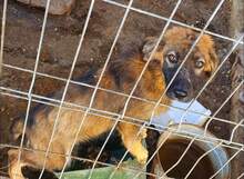 ANTON, Hund, Mischlingshund in Haselbach - Bild 7