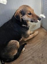ROSITA, Hund, Deutscher Schäferhund-Mix in Essen - Bild 26