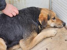 ROSITA, Hund, Deutscher Schäferhund-Mix in Essen - Bild 28