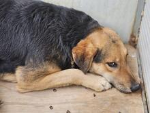 ROSITA, Hund, Deutscher Schäferhund-Mix in Essen - Bild 29