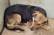 ROSITA, Hund, Deutscher Schäferhund-Mix in Essen - Bild 30