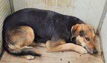 ROSITA, Hund, Deutscher Schäferhund-Mix in Essen - Bild 31