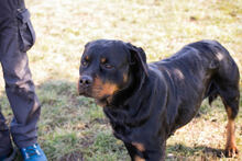 NICKY, Hund, Rottweiler-Mix in Kroatien - Bild 1