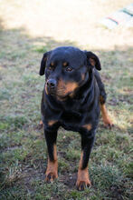 NICKY, Hund, Rottweiler-Mix in Kroatien - Bild 2