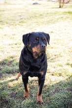 NICKY, Hund, Rottweiler-Mix in Kroatien - Bild 3