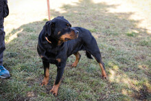 NICKY, Hund, Rottweiler-Mix in Kroatien - Bild 4