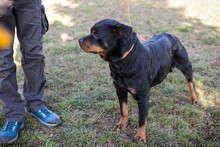 NICKY, Hund, Rottweiler-Mix in Kroatien - Bild 5