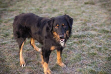 ROCKO, Hund, Mischlingshund in Kroatien - Bild 1