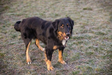 ROCKO, Hund, Mischlingshund in Kroatien - Bild 2