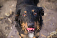 ROCKO, Hund, Mischlingshund in Kroatien - Bild 4