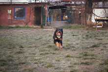 ROCKO, Hund, Mischlingshund in Kroatien - Bild 5