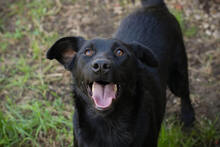 SARA, Hund, Mischlingshund in Kroatien - Bild 1