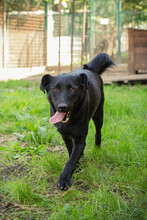 SARA, Hund, Mischlingshund in Kroatien - Bild 2