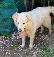 ARIA, Hund, Mischlingshund in Griechenland