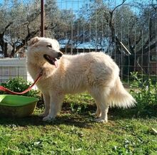 ARIA, Hund, Mischlingshund in Griechenland - Bild 2