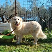 ARIA, Hund, Mischlingshund in Griechenland - Bild 4