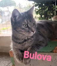 BULOVA, Katze, Europäisch Kurzhaar in Italien - Bild 3