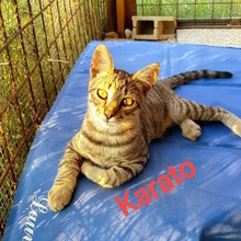 KARATO, Katze, Europäisch Kurzhaar in Italien - Bild 4