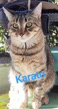 KARATO, Katze, Europäisch Kurzhaar in Italien - Bild 6