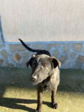 LIVY, Hund, Mischlingshund in Bulgarien
