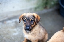 TACO, Hund, Mischlingshund in Rumänien - Bild 1