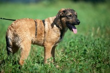 TACO, Hund, Mischlingshund in Rumänien - Bild 2