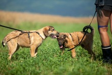 TACO, Hund, Mischlingshund in Rumänien - Bild 3