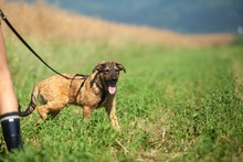 TACO, Hund, Mischlingshund in Rumänien - Bild 5