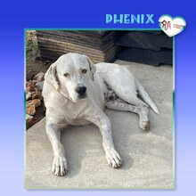 PHENIX, Hund, Mischlingshund in Bulgarien - Bild 1