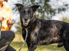 MINO, Hund, Mischlingshund in Kroatien - Bild 1