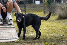 MINO, Hund, Mischlingshund in Kroatien - Bild 2