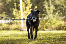 MINO, Hund, Mischlingshund in Kroatien - Bild 3