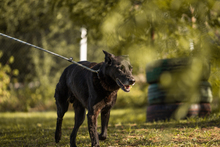 MINO, Hund, Mischlingshund in Kroatien - Bild 5