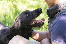 PLUTO, Hund, Mischlingshund in Kroatien - Bild 6