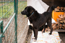 RIO, Hund, Mischlingshund in Kroatien - Bild 4