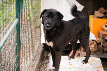 RIO, Hund, Mischlingshund in Kroatien - Bild 5