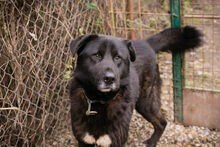 RIO, Hund, Mischlingshund in Kroatien - Bild 6