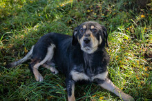 SNOOPY, Hund, Mischlingshund in Kroatien - Bild 2