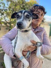 ELSA, Hund, Ratonero Bodeguero Andaluz-Mix in Spanien - Bild 1