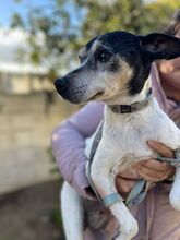 ELSA, Hund, Ratonero Bodeguero Andaluz-Mix in Spanien - Bild 2