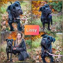 LISSY, Hund, Cane Corso in Schwielowsee