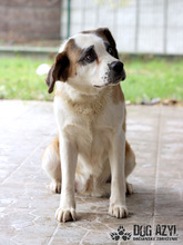 MEISHA, Hund, Mischlingshund in Slowakische Republik - Bild 4